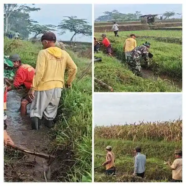 Optimalkan Pasokan Air Sawah, Babinsa Turun Tangan Bersihkan Saluran Irigasi