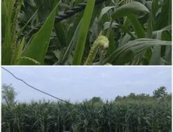 Fasilitas Vital Negara Jadi Perangkap Kematian, Dugaan Kelalaian PLN Tuai Kemarahan Publik