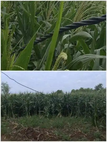 Kabel Listrik PLN Tergeletak di Lahan Pertanian, Nyawa Warga Prunggahan Wetan Seolah Dianggap Murah