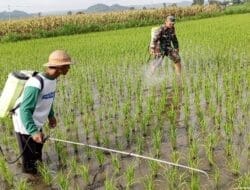 Bantu Perawatan Tanaman Padi, Babinsa Kelurahan Satrean Dampingi Poktan Kembang Kuning