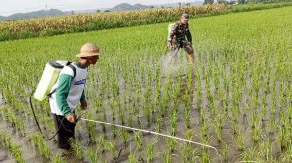 Bantu Perawatan Tanaman Padi, Babinsa Kelurahan Satrean Dampingi Poktan Kembang Kuning