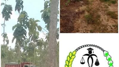 UU Minerba Tajam di Kertas, Tumpul di Lapangan: Skandal Pembiaran Tambang Tuban