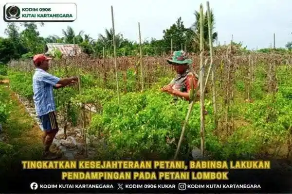 Tingkatkan Kesejahteraan Petani, Babinsa Lakukan Pendampingan pada Petani Lombok