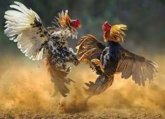 Sabung Ayam dan Dadu Terbuka untuk Umum, Integritas Aparat Dipertanyakan
