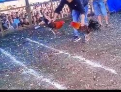 Judi Sabung Ayam Menggurita di Bahodopi, Aparat Penegak Hukum Diduga Tutup Mata