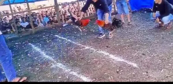 Judi Sabung Ayam Menggurita di Bahodopi, Aparat Penegak Hukum Diduga Tutup Mata