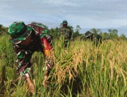 Program Ketahanan Pangan, Kodim 1710/Mimika Panen Padi Perdana