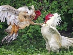Judi Menantang Negara: Sabung Ayam dan Dadu Jalan Terus, Aparat Dinilai Membisu