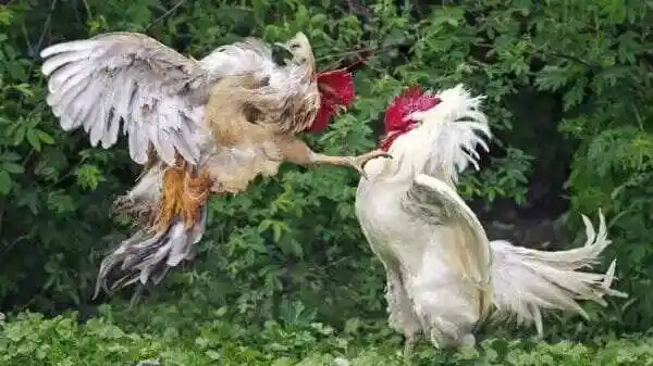 Judi Menantang Negara: Sabung Ayam dan Dadu Jalan Terus, Aparat Dinilai Membisu