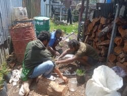 Kodim 1714/Puncak Jaya Bersama Rakyat Tanam Bibit Cemara Sebagai Generasi Mendatang Untuk Kabupaten Puncak Jaya