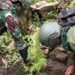 Satgas Swasembada Berhasil Ungkap Ladang Ganja di Pegunungan Bintang, Puluhan Tanaman Siap Panen Diamankan