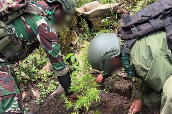 Satgas Swasembada Berhasil Ungkap Ladang Ganja di Pegunungan Bintang, Puluhan Tanaman Siap Panen Diamankan Satgas Swasembada Berhasil Ungkap Ladang Ganja di Pegunungan Bintang, Puluhan Tanaman Siap Panen Diamankan