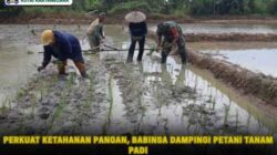 Perkuat Ketahanan Pangan, Babinsa Dampingi Petani Tanam Padi