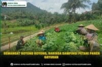Semangat Gotong Royong, Babinsa Dampingi Petani Panen Sayuran