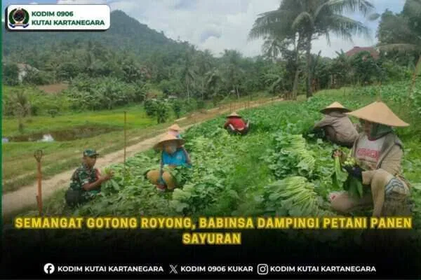 Semangat Gotong Royong, Babinsa Dampingi Petani Panen Sayuran Semangat Gotong Royong, Babinsa Dampingi Petani Panen Sayuran