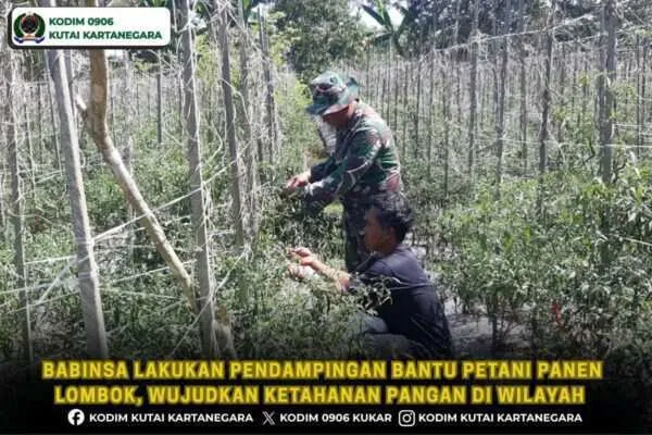 Babinsa Lakukan Pendampingan Bantu Petani Panen Lombok, Wujudkan Ketahanan Pangan Di Wilayah Babinsa Lakukan Pendampingan Bantu Petani Panen Lombok, Wujudkan Ketahanan Pangan Di Wilayah