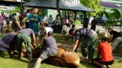 Semangat Berbagi di Idul Adha, Kodim Bojonegoro Salurkan Daging Kurban Semangat Berbagi di Idul Adha, Kodim Bojonegoro Salurkan Daging Kurban