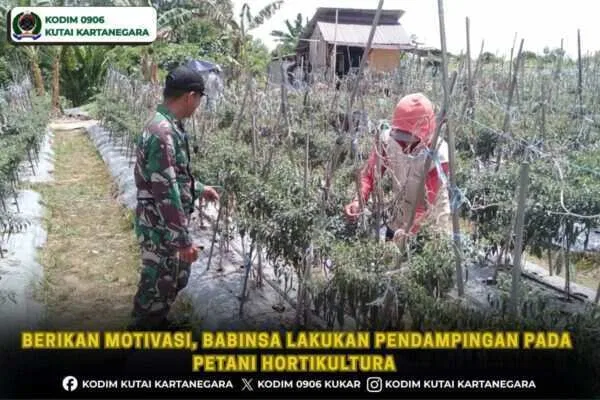 Berikan Motivasi, Babinsa Lakukan Pendampingan Pada Petani Hortikultura Berikan Motivasi, Babinsa Lakukan Pendampingan Pada Petani Hortikultura