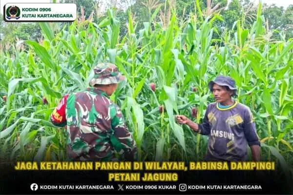Jaga Ketahanan Pangan Di Wilayah, Babinsa Dampingi Petani Jagung Jaga Ketahanan Pangan Di Wilayah, Babinsa Dampingi Petani Jagung