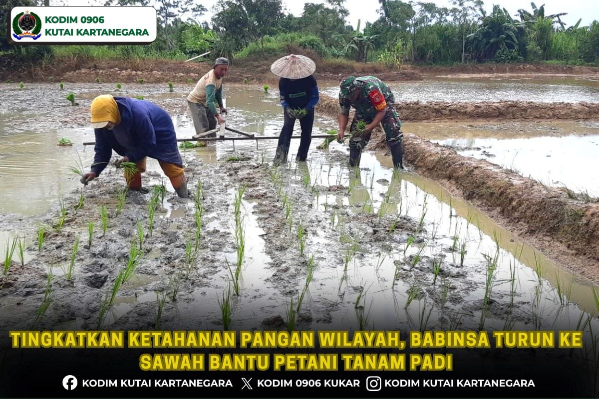 Tingkatkan Ketahanan Pangan Wilayah, Babinsa Turun ke Sawah Bantu Petani Tanam Padi Tingkatkan Ketahanan Pangan Wilayah, Babinsa Turun ke Sawah Bantu Petani Tanam Padi