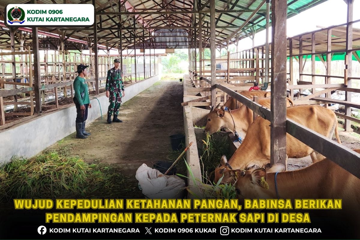Wujud Kepedulian Ketahanan Pangan, Babinsa Berikan Pendampingan kepada Peternak Sapi di Desa Wujud Kepedulian Ketahanan Pangan, Babinsa Berikan Pendampingan kepada Peternak Sapi di Desa
