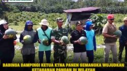 Babinsa Dampingi Ketua KTNA Panen Semangka Wujudkan Ketahanan Pangan di wilayah