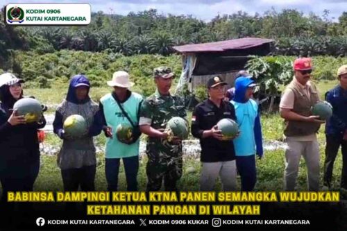 Babinsa Dampingi Ketua KTNA Panen Semangka Wujudkan Ketahanan Pangan di wilayah Babinsa Dampingi Ketua KTNA Panen Semangka Wujudkan Ketahanan Pangan di wilayah