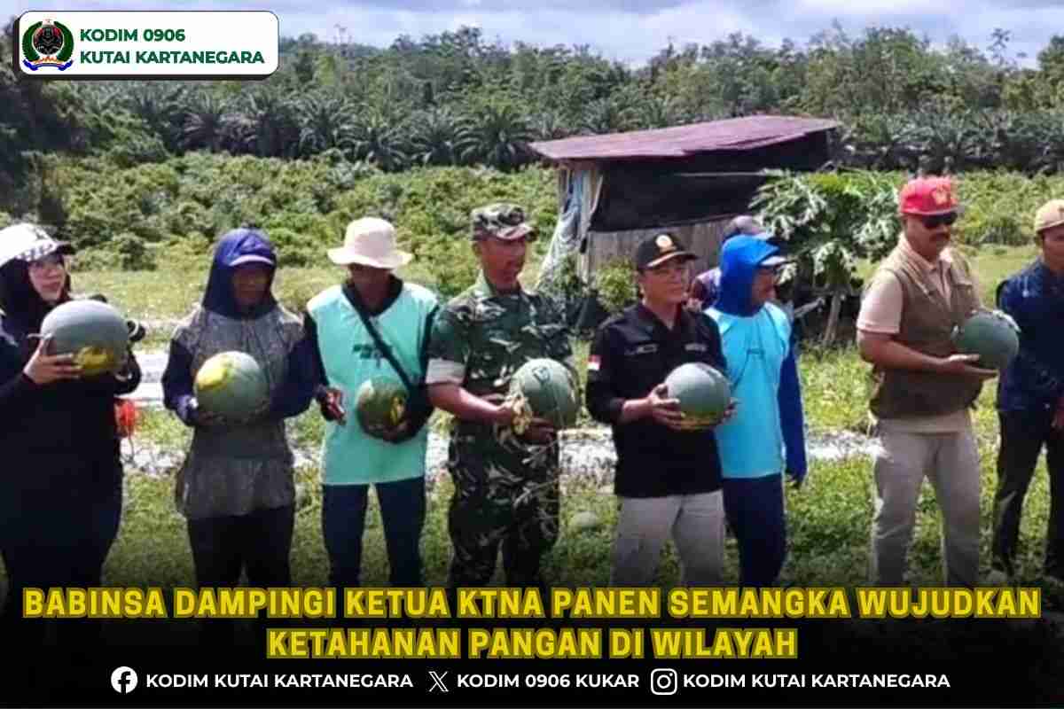 Babinsa Dampingi Ketua KTNA Panen Semangka Wujudkan Ketahanan Pangan di wilayah