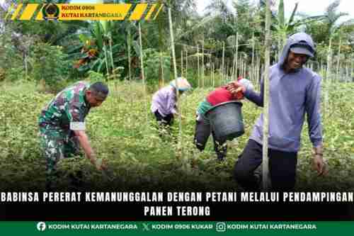 Babinsa Pererat Kemanunggalan Dengan Petani Melalui Pendampingan Panen Terong Babinsa Pererat Kemanunggalan Dengan Petani Melalui Pendampingan Panen Terong