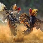 Warga Tak Berani Laporkan, Polisi Diduga Tutup Mata soal Sabung Ayam