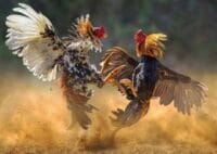 Warga Tak Berani Laporkan, Polisi Diduga Tutup Mata soal Sabung Ayam