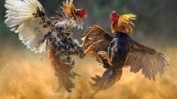 Warga Tak Berani Laporkan, Polisi Diduga Tutup Mata soal Sabung Ayam