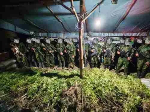 Langkah Tegas Demi Masa Depan Papua: 5.000 Batang Ganja Berhasil Diungkap Koops TNI Habema