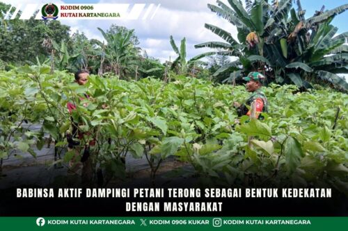 Babinsa Aktif Dampingi Petani Terong Sebagai Bentuk Kedekatan Dengan Masyarakat