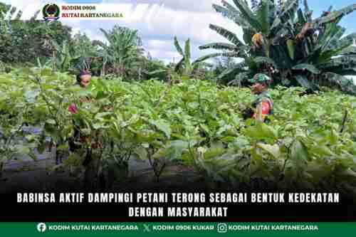 Babinsa Aktif Dampingi Petani Terong Sebagai Bentuk Kedekatan Dengan Masyarakat