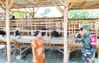 TMMD 129 Bojonegoro: Babinsa Kesongo ‘Sentuh Hati’ Peternak Kambing