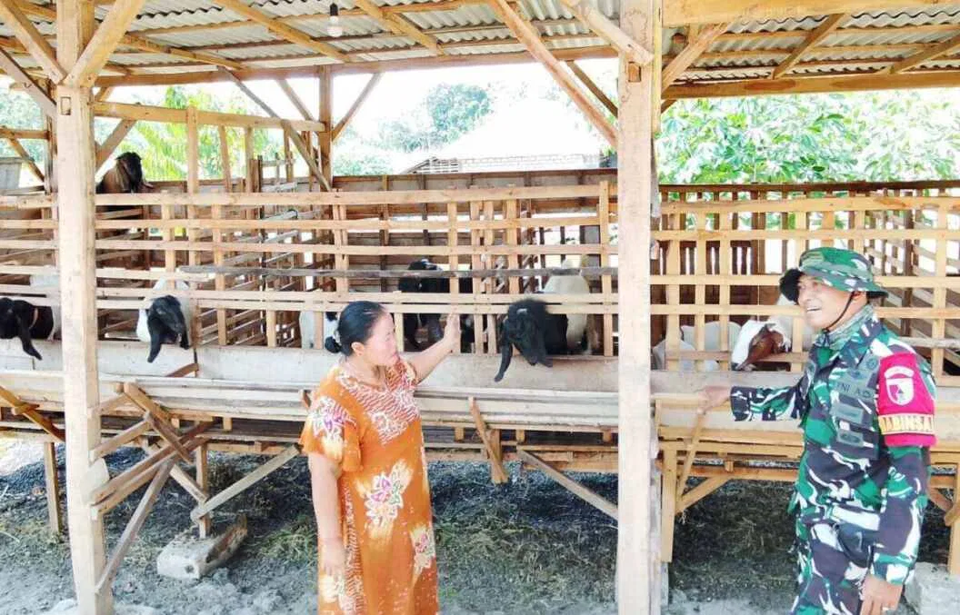 TMMD 129 Bojonegoro: Babinsa Kesongo 'Sentuh Hati' Peternak Kambing TMMD 129 Bojonegoro: Babinsa Kesongo 'Sentuh Hati' Peternak Kambing