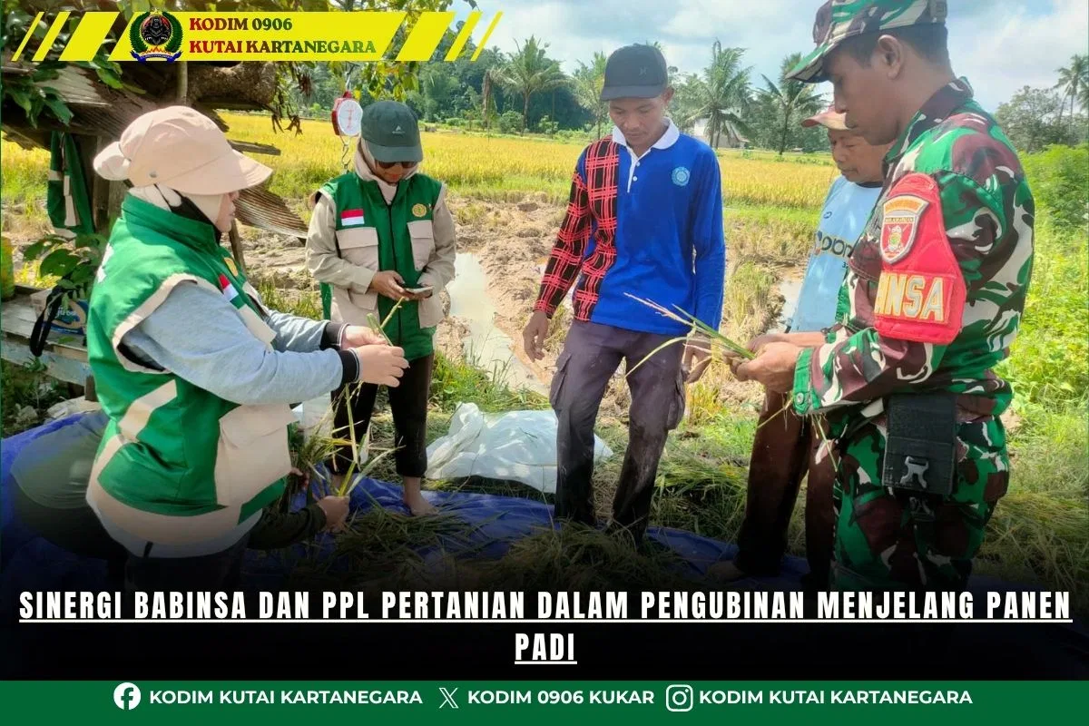 Sinergi Babinsa dan PPL Pertanian dalam Pengubinan Menjelang Panen Padi