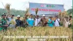 Panen Padi Bersama Petani, Babinsa Perkuat Dukungan Terhadap Ketahanan Pangan Panen Padi Bersama Petani, Babinsa Perkuat Dukungan Terhadap Ketahanan Pangan
