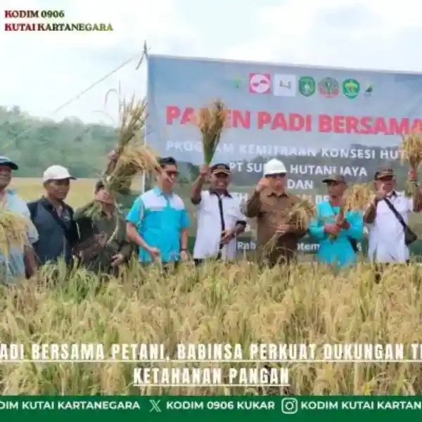 Panen Padi Bersama Petani, Babinsa Perkuat Dukungan Terhadap Ketahanan Pangan Panen Padi Bersama Petani, Babinsa Perkuat Dukungan Terhadap Ketahanan Pangan