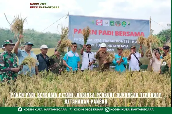 Panen Padi Bersama Petani, Babinsa Perkuat Dukungan Terhadap Ketahanan Pangan