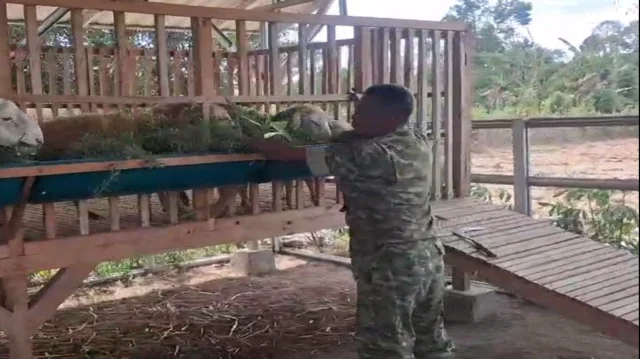 Kodim 0808/Blitar Optimalkan Program Ketahanan Pangan Melalui Sistem Pertanian Terpadu Di Srengat