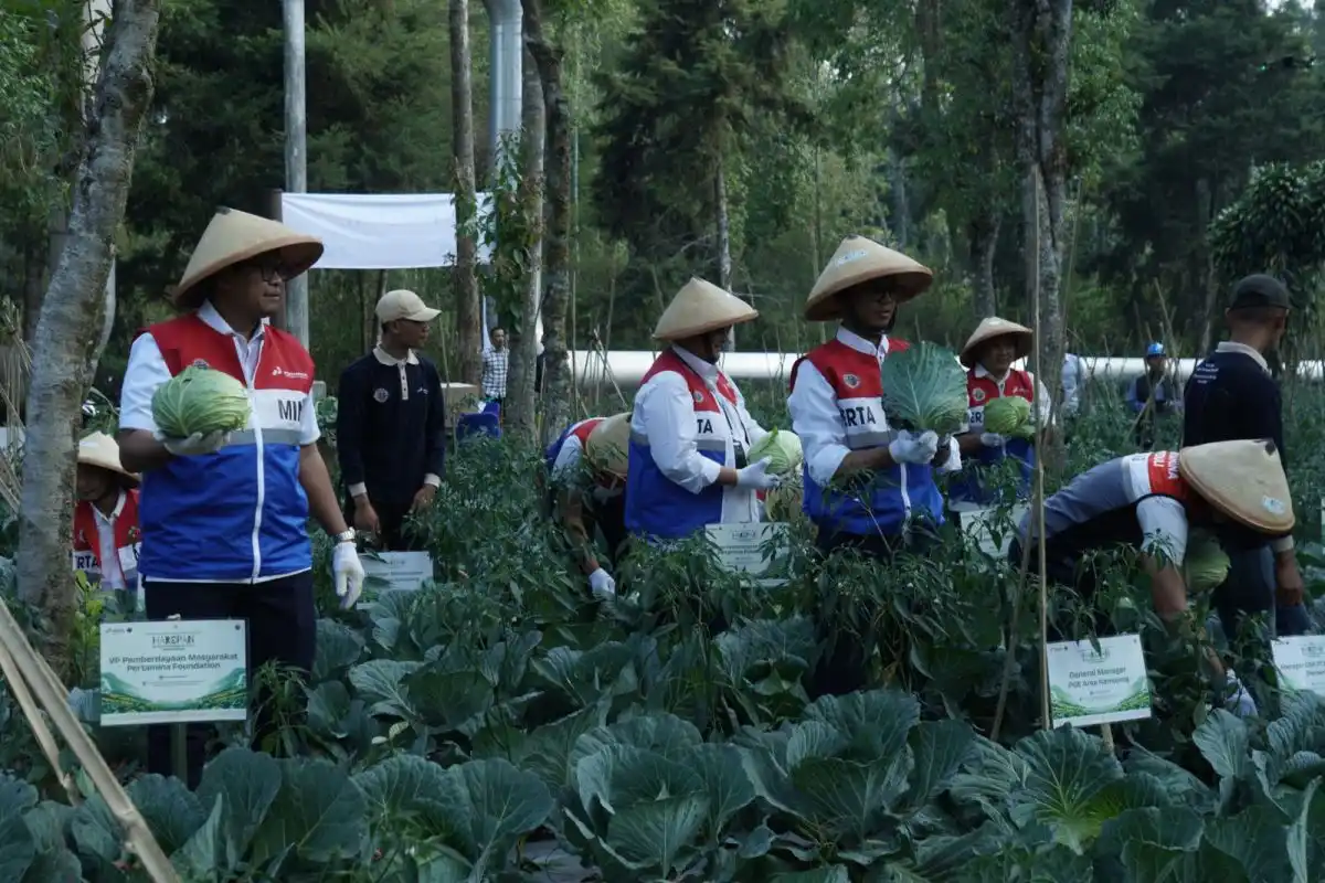 Inovasi Pupuk Berbasis Panas Bumi Dorong Panen Kubis Petani Kamojang