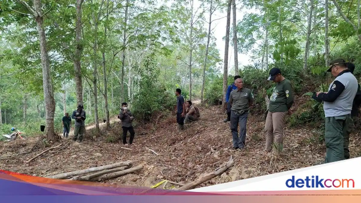 Penyelidikan Kematian Anak Gajah Sumatera di Konsesi PT LAJ Terus Berjalan