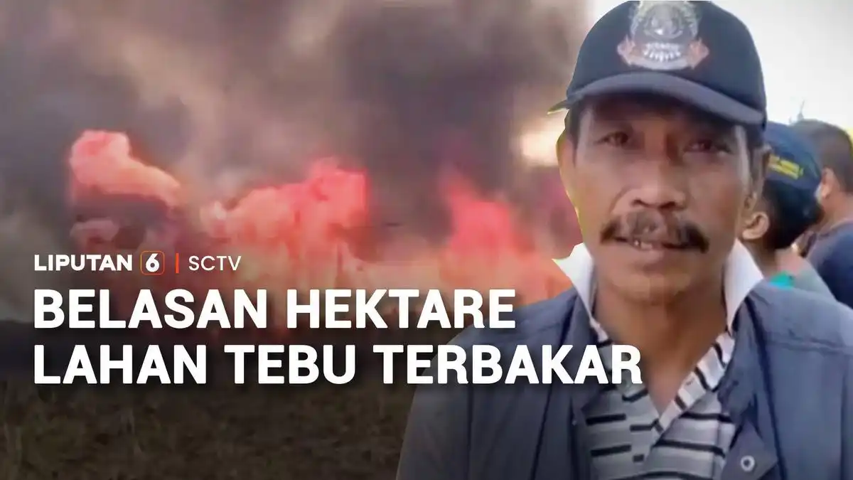 Api Lahap Lahan Tebu Siap Panen Milik PTPN XI di Jember