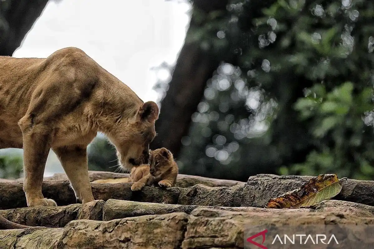 Transisi Pengelolaan Bandung Zoo Berlanjut, Pemkot Fokus pada Nasib Eks Pekerja