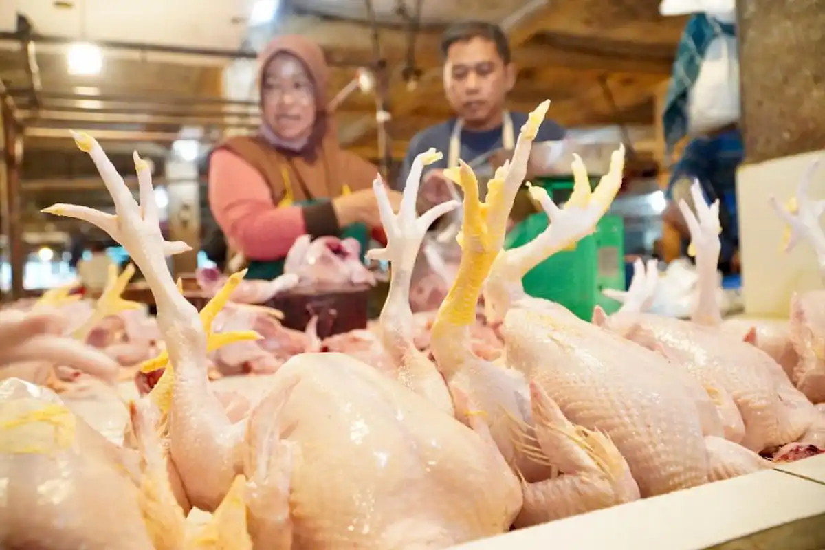 Bapanas Siapkan Subsidi Distribusi untuk Menahan Gejolak Harga Ayam
