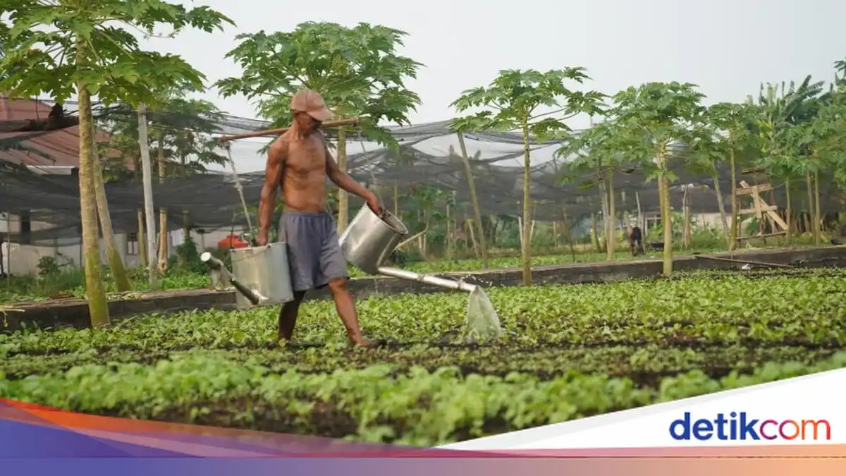 Kabut Asap Menekan Panen Sayuran Petani Pontianak hingga 30 Kilogram per Hari