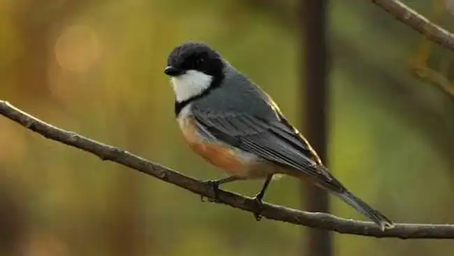 Pitohui Beracun di Hutan Papua Membuat Peneliti Mengalami Iritasi Mata