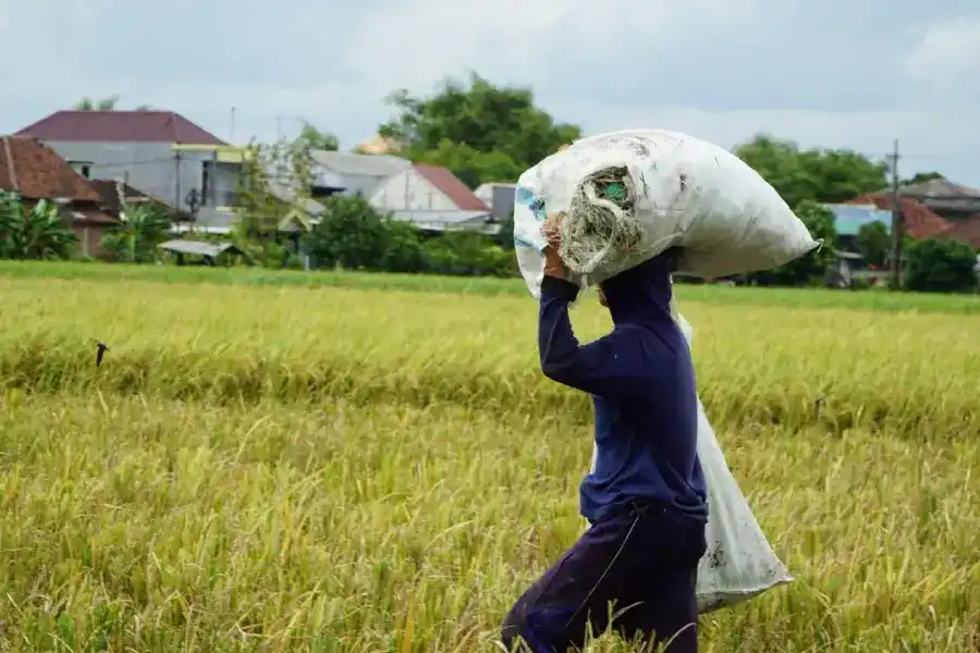 Bulog Mojokerto Serap 77.300 Ton Beras, Lampaui Target hingga 107,73 Persen